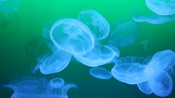 A photo of blue jellyfish swimming in green water.